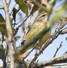 Setophaga palmarum palmarum