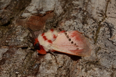 Trosia nigropunctigera