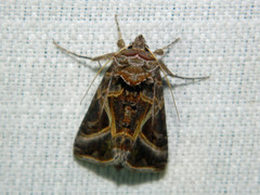 Autographa flagellum