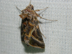Autographa flagellum