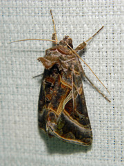 Autographa flagellum