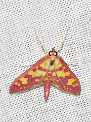 Stenochora lancinalis
