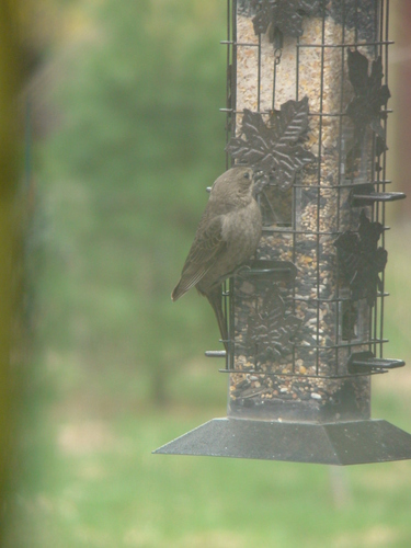 Brown-headed Cowbird photographed in New York