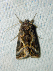 Autographa flagellum