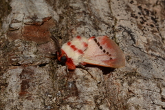 Trosia nigropunctigera