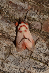 Trosia nigropunctigera