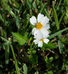 Bidens alba