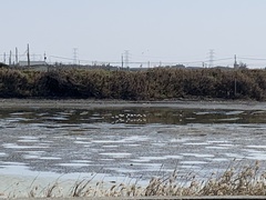 Himantopus himantopus