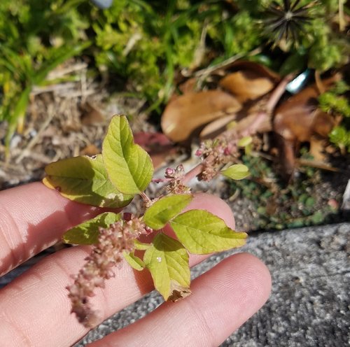 Amaranthus emarginatus image