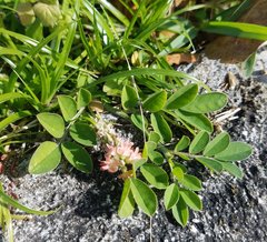 Indigofera spicata