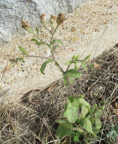 Heterotheca subaxillaris iNat (3)