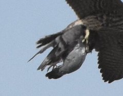 Columba livia domestica