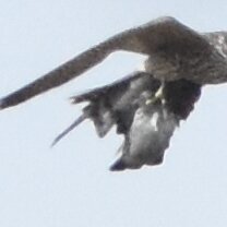 Columba livia domestica