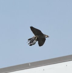 Columba livia domestica