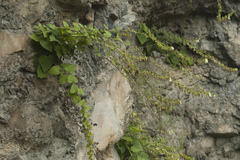 Campanula alliariifolia