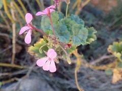 Pelargonium zonale