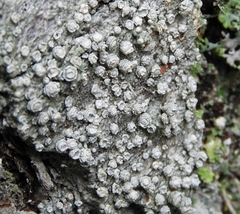 Pertusaria subambigens