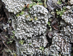 Pertusaria subambigens