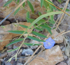 Evolvulus alsinoides angustifolius
