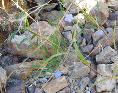 Evolvulus alsinoides angustifolius