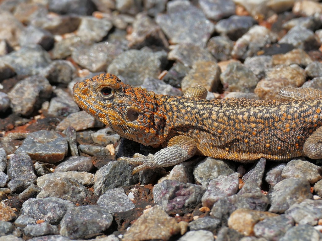 Ctenophorus reticulatus