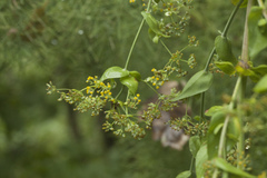 Bupleurum rischawii