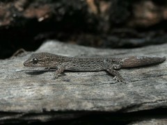 Crenadactylus ocellatus