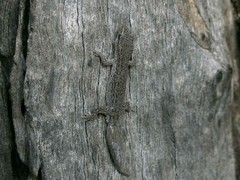 Crenadactylus ocellatus