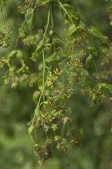 Bupleurum rischawii