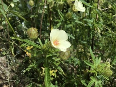 Hibiscus richardsonii