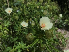 Hibiscus richardsonii