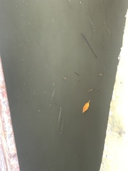 Zenarchopterus buffonis