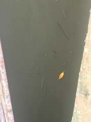 Zenarchopterus buffonis