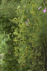 Bupleurum rischawii