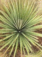 Puya clava-herculis