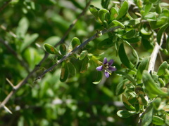 Lycium parishii parishii