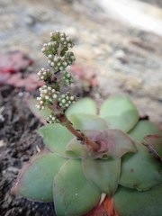 Crassula orbicularis