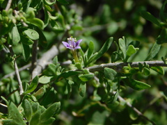 Lycium parishii parishii