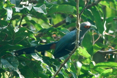 Phaenicophaeus sumatranus