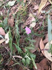 Convolvulus erubescens