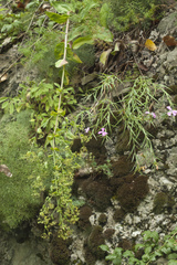Bupleurum rischawii