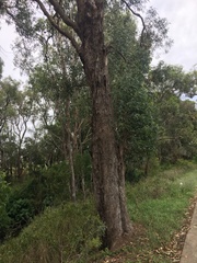 Angophora floribunda