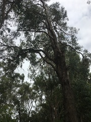 Angophora floribunda