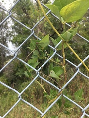 Dipogon lignosus