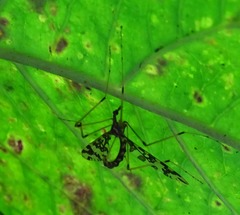Mischoderus annuliferus