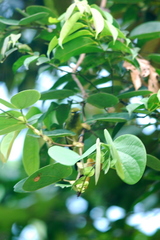 Aegithina viridissima