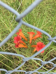 Campsis × tagliabuana