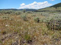 Pedicularis contorta contorta