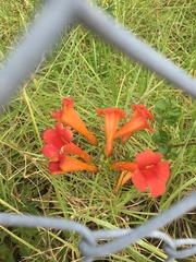 Campsis × tagliabuana