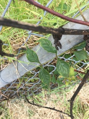 Campsis × tagliabuana